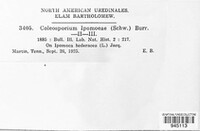 Coleosporium ipomoeae image